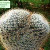 Mammillaria _rhodantha _ssp.rhodantha _08